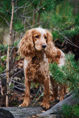 red dog Spaniel stands on a log in the forest in autumn