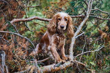 red dog Spaniel Peeps through the branches of a tree in the forest