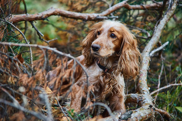Obraz premium red dog Spaniel Peeps through the branches of a tree in the forest