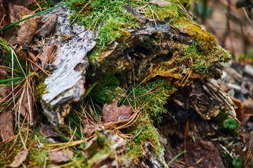moss, withered leaves close-up