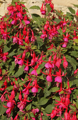 Fuchsia rustique