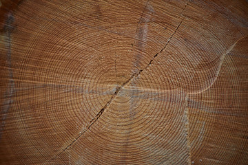 saw cut tree of pine