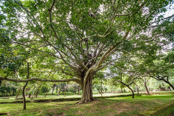 Fototapeta na wymiar Big sprawling tree