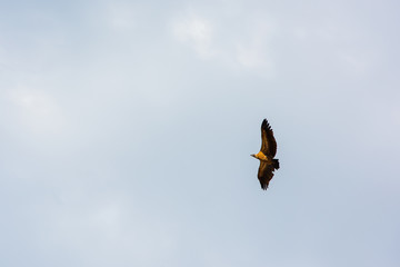 The cinereous vulture (Aegypius monachus) also known as the black vulture is flying above the savannah of South Africa