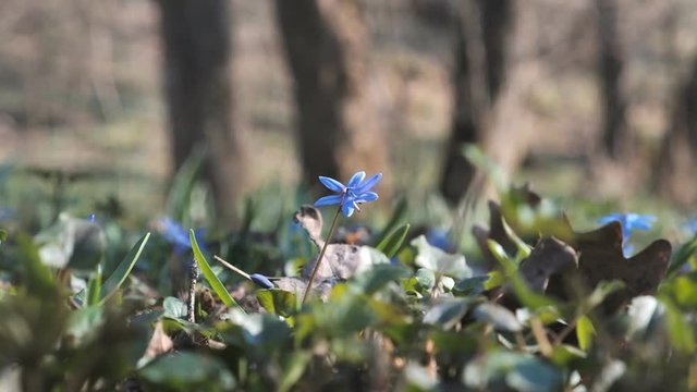 scilla blossomed in spring in the park