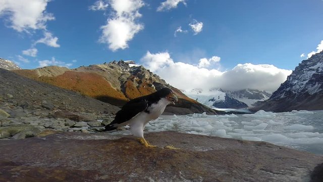 Aguila blanca en el Cerro Torre del Chalten, Patagonia, Argentina