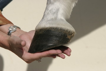 hoof and hand