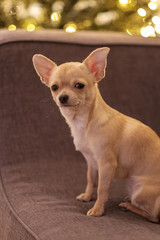 Fototapeta na wymiar Mini beige chihuahua on grey sofa