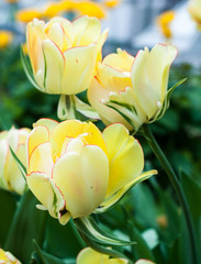 Fototapeta premium Tulip flowers field.