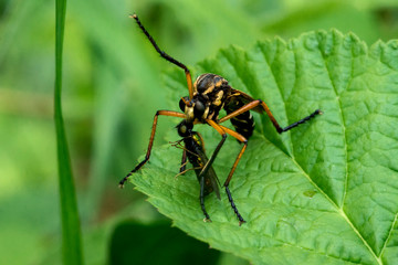 A predatory fly caught a small fly and arranged a dinner on a green leaf of grass