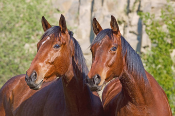 Portrait of two nice horses posing