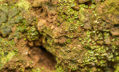 Fotografía macro de tierra y rocas con musgo y pequeños brotes de plantas. Ideal para fondos de naturaleza