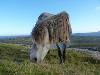 Eriskay pony