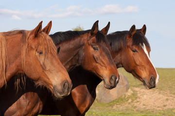 Fototapeta na wymiar Portrait of three nice horses posing