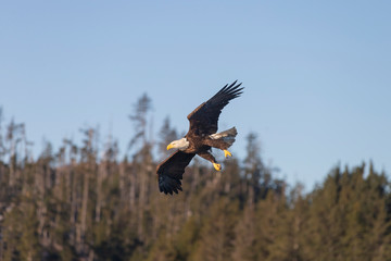 Bald Eagle in Homer Alaska, USA
