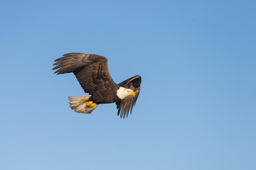 Bald Eagle in Homer Alaska, USA