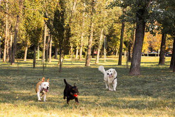 Group of happy dogs playing in the park 