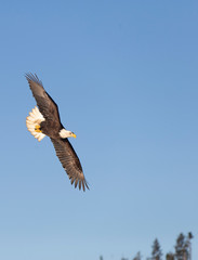 Bald Eagle in Homer Alaska, USA