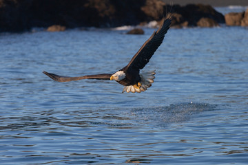 Bald Eagle in Homer Alaska, USA