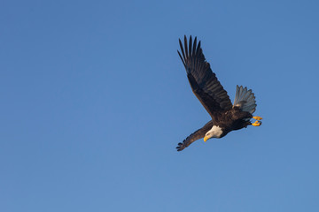 Bald Eagle in Homer Alaska, USA