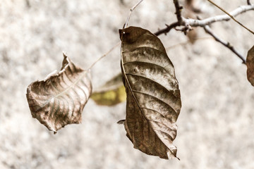 Carso Triestino (Prepotto, Trieste)