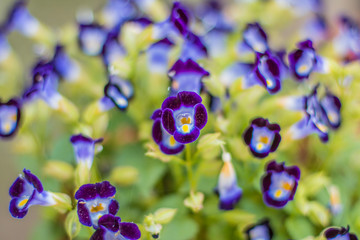 Ramillete de flores salvajes con colores violáceos, celeste, azul, amarillo y verde
