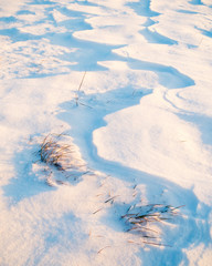 Grass and snow in winter