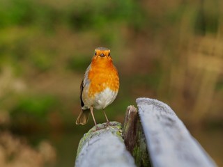 Robin 