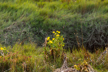 yellow wildflowers in tall grass along the side of a wetland rav