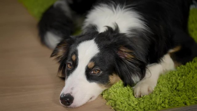 Australian Shepherd Dog Sleeping on the floor. Black Tri color Aussie purebred Puppy 11 months old, at home.