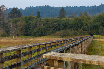 Fototapeta na wymiar rustic wooden boardwalk through grassy wetlands near forest edge