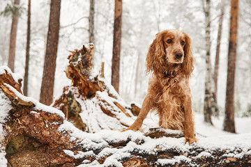 red dog spaniel in the forest in winter