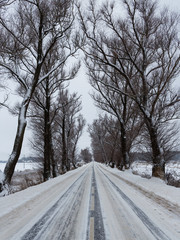 Winter view of the old elms and the road