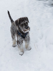 Miniature schnauzer after walk on snow