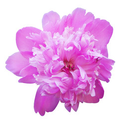 Obraz premium flower