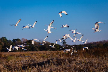 Fototapeta premium Birds