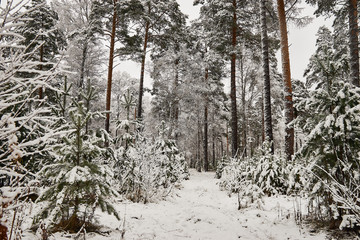 pines in snow in winter forest