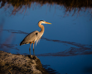 Heron