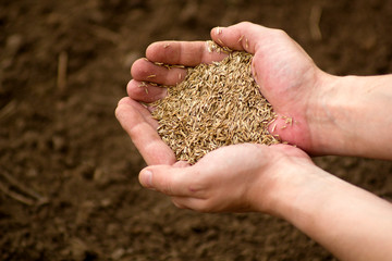 Man holding in hands organic plant seeds on a spring ground background