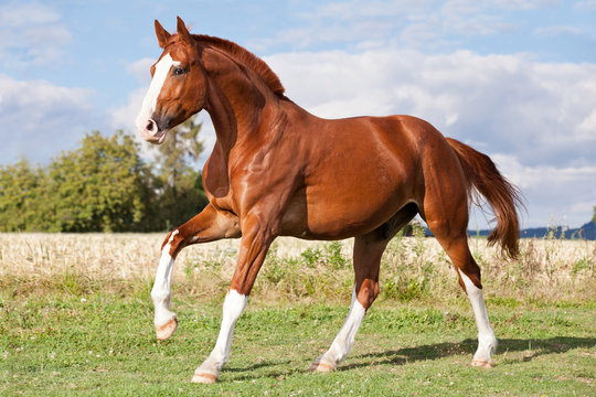 Fototapeta Ładny koń szczawiowy biegający na pastwisku w lecie