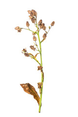 Tobacco seed