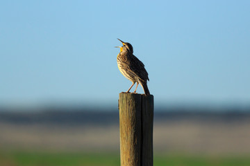 Western Meadowlark singing from a fence post near an Arizona farm field