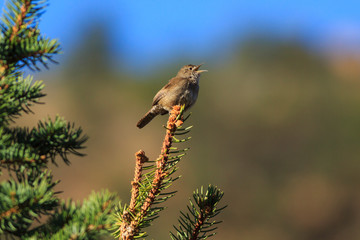A house wren sings to establish it's territory in a Utah canyon