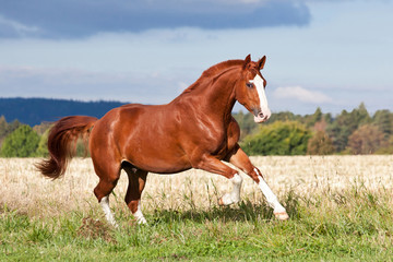 Fototapeta premium Ładny koń szczawiu biegnący latem na pastwisku