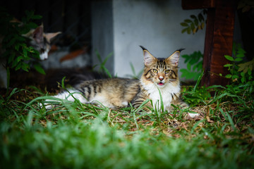 Naklejka na ściany i meble Portrait of playful brown tabby and white cat chilling in green garden in daylight. black and white cat walking on wooden floor in garden blurry background by green garden in daytime lighting.