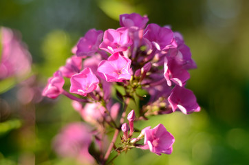 Purple flowers of phlox paniculata in the garden