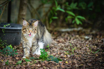 Naklejka na ściany i meble Portrait of playful brown tabby and white cat chilling in green garden in daylight. black and white cat walking on wooden floor in garden blurry background by green garden in daytime lighting.