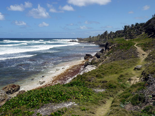 Fototapeta na wymiar Beach with rocks and palm in Barbados