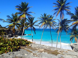Fototapeta na wymiar Beach with rocks and palm in Barbados