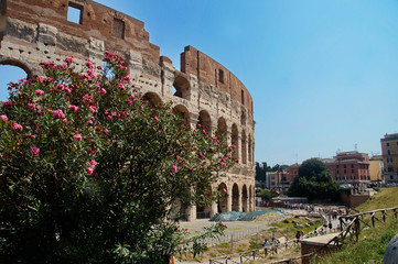 Obraz premium blooming rhododendron on a background of part of the Colosseum, Rome, Italy, summer